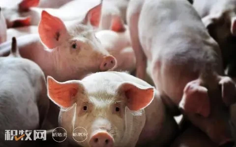 猪价累计上涨超53%，川渝猪价成“洼地”