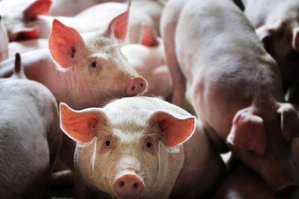 8个国家189起！2022年6月2日—7日一周国际动物疫情动态