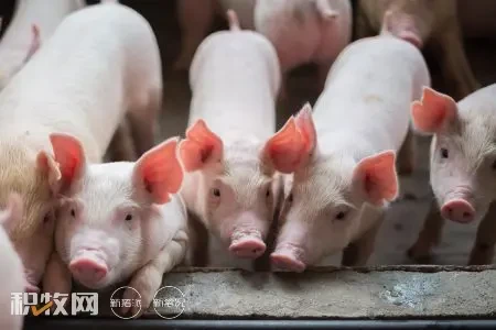 7月全国能繁母猪存栏4298.1万头，生猪屠宰量下降12%