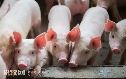 生猪产能将增至50万头，广弘控股目标实现年出栏优质生猪80万-100万头