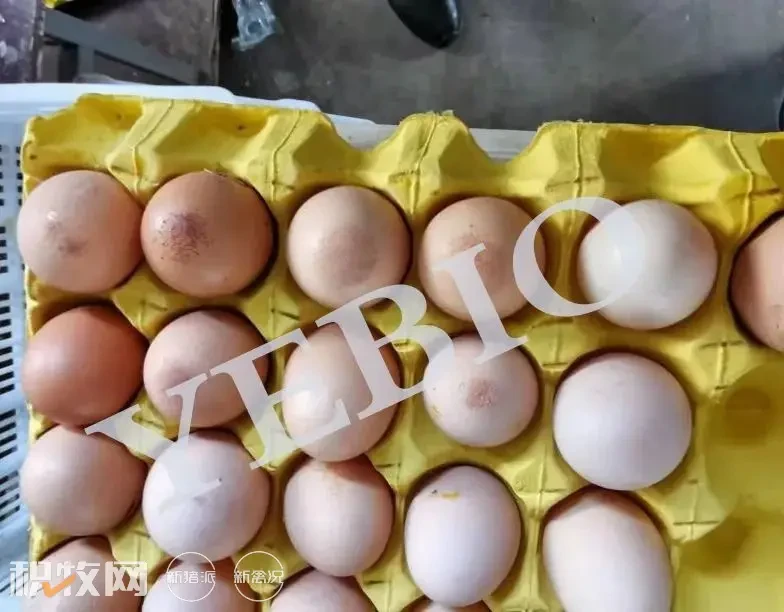 降蛋和蛋壳质量变差，一定要警惕这种鸡病的流行！