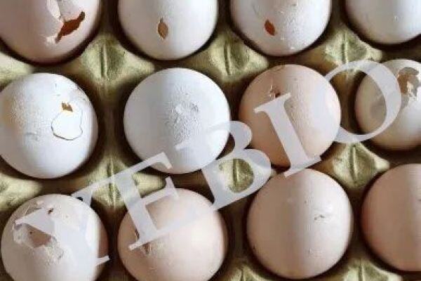 降蛋和蛋壳质量变差，一定要警惕这种鸡病的流行！