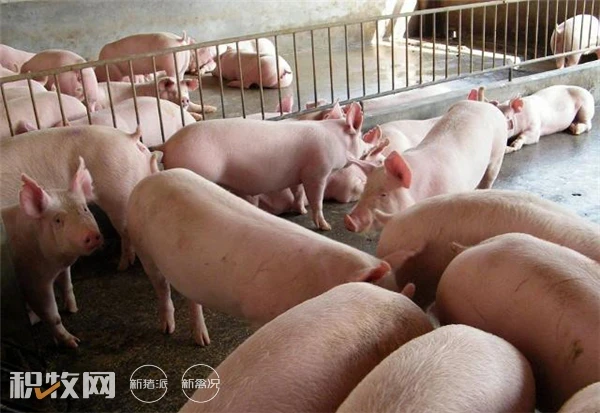 “十四五”期间，四川将建设100个优质商品猪战略保障基地县！