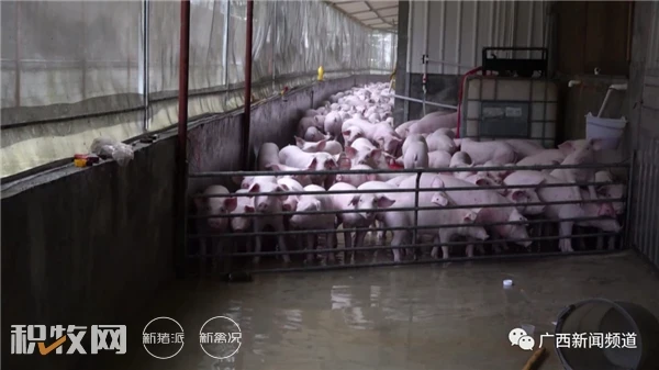 大暴雨频发！广西1万头猪被洪水围困