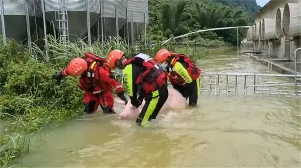 东兰一养殖场1.3万头生猪被积水围困，多部门出动救援