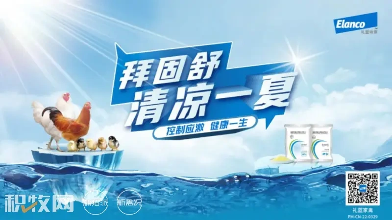扭亏后疯狂加码?出栏量最高同比暴增56%!3季度粕价仍“易涨难跌”【礼蓝拜固舒特约·禽听要闻】