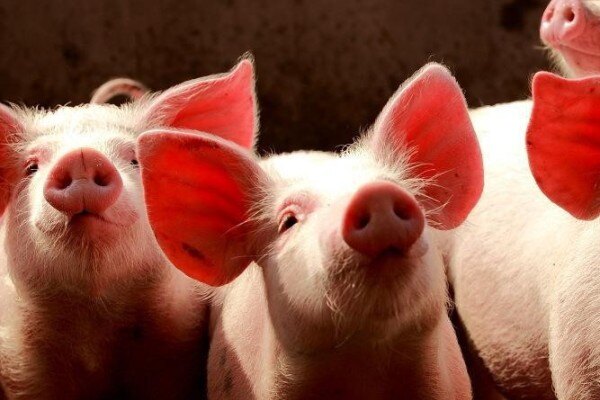 下半年生猪价格或难超23元/公斤，卓创资讯预计生猪市场供应充裕