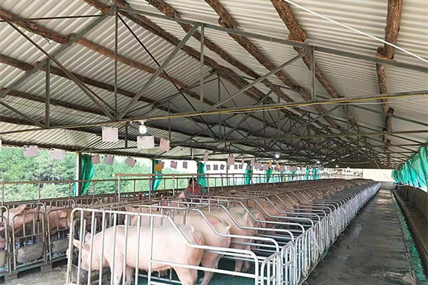 奖励扶持资金315万元！云南澜沧获“全国生猪调出大县”称号