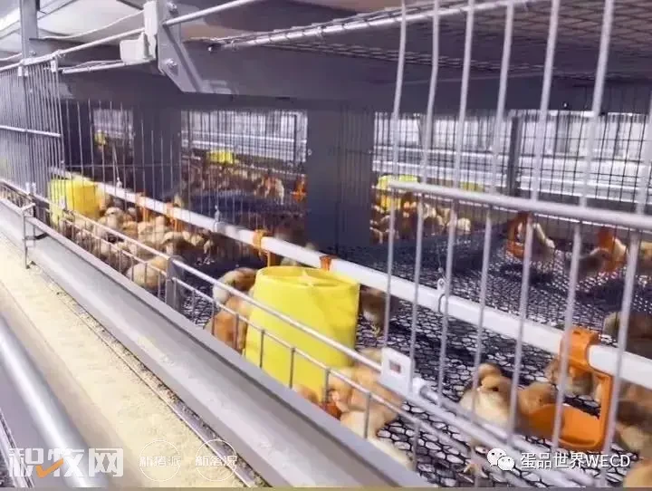 总投资6亿的朝阳韩伟蛋业300万羽蛋鸡养殖项目正式投产