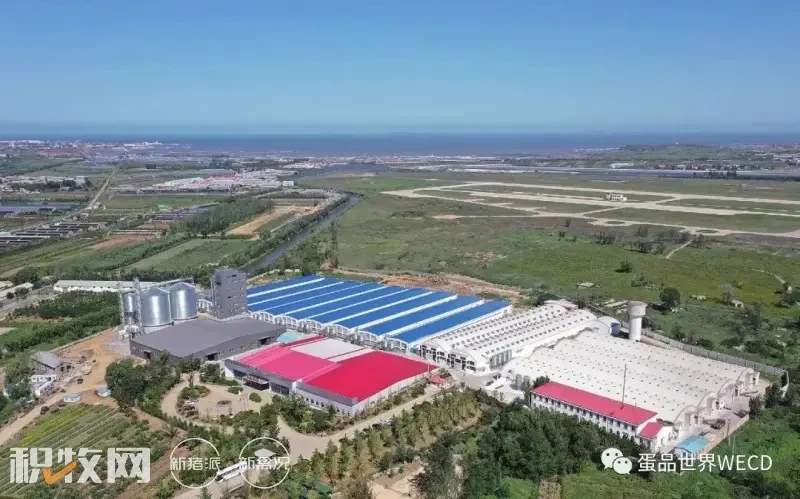 总投资6亿的朝阳韩伟蛋业300万羽蛋鸡养殖项目正式投产