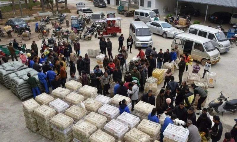 2022年蛋鸡生产成本收益分析:饲养每百只蛋鸡亏损185.84元