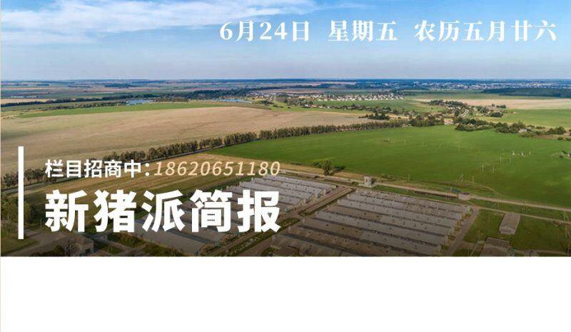 6.24新猪派简报|温氏养猪综合成本降至8.5元/斤，正邦科技回复400亿跨界光伏不存在资金压力
