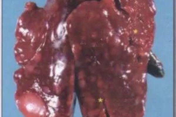 新变异株出现！该病易致鸡群全灭，损失巨大，疫苗要失效了吗？