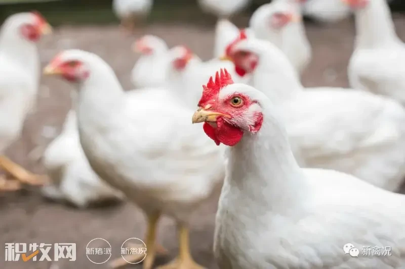 推动鸡肉期货上市、帮助企业省下百万成本！郑商所投百万研发新技术