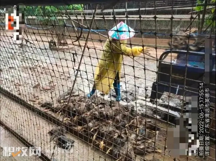成养户受灾!暴雨致英德44万家禽死亡,温氏禽业等三企共获500万元赔款"
