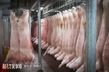 安徽省司法厅将修订《生猪屠宰管理条例》，加强定点屠宰管理