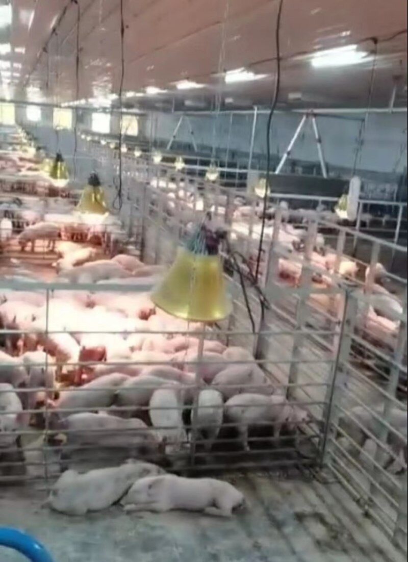 正邦科技陷代养户断料风波,影响收入或达80亿