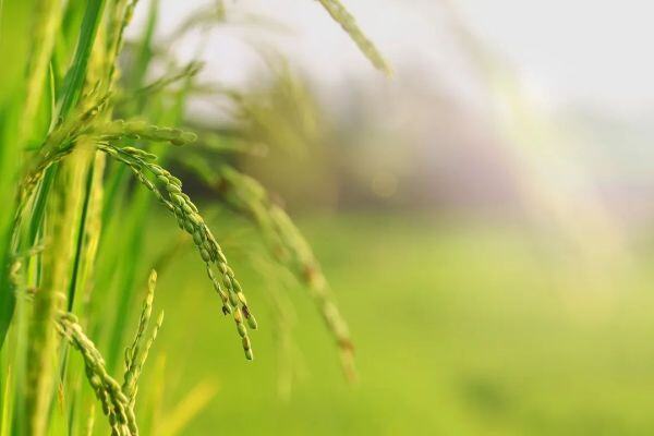 饲料产量环比下滑4.1%，行业竞争加剧，2/3饲企已出局