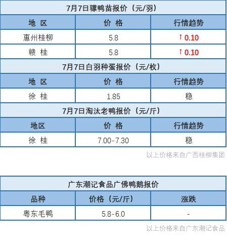 7月7日浙江區域水禽價格穩定【水禽價格】