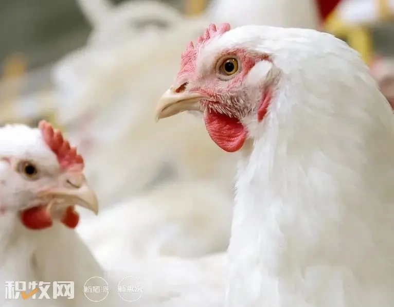 猪鸡价差扩大至11元/公斤!抢苗热 催高苗价猛涨200%【一周要闻】