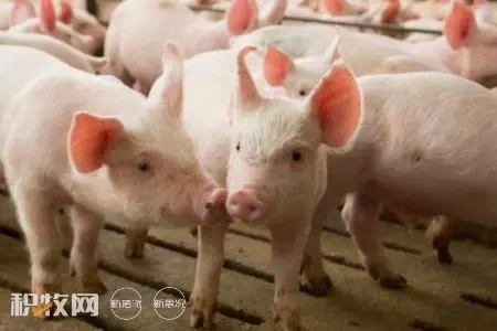 4-7月新增生猪养殖相关企业3500余家
