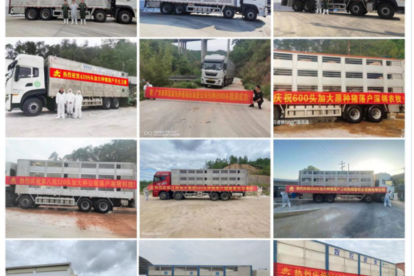 一头赚500多元！这些在加大引种的猪场乐开了花