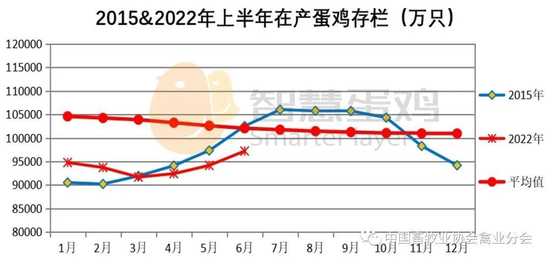 2022上半年我国蛋鸡市场分析及后市预测