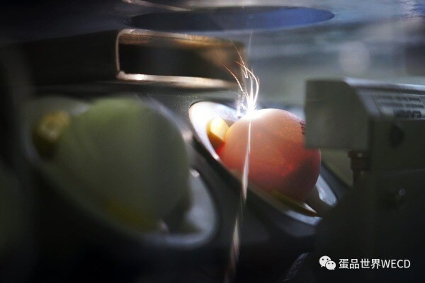 英国最大鸡蛋生产商因产能过剩一年亏损2.4亿元  超上一年同期6倍