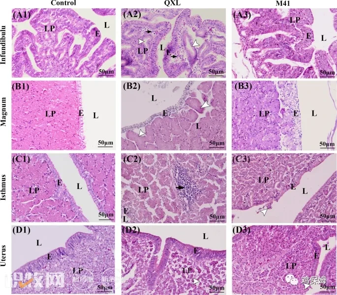 QX型和Mass型传支病毒对产蛋期输卵管不同节段的致病性比较