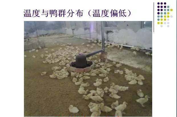 最全面的肉鸭养殖教程！