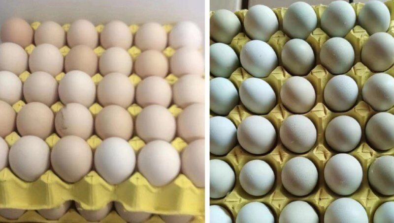 绿园禽业：日产优质蛋20多万枚，未来发展稳中求进 | 品牌蛋