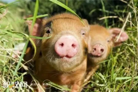 越南一省份今年共660余头活猪感染非洲猪瘟被销毁