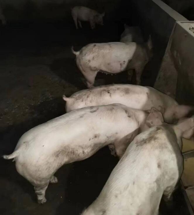 正邦科技陷代养户断料风波,影响收入或达80亿