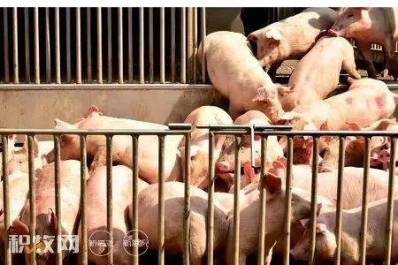 生猪存栏增至1416.3万头！黑龙江省如何做到稳步提升生猪产能？