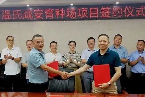 又一新项目签约！温氏股份2025年种鸡年供应或可超3000万套