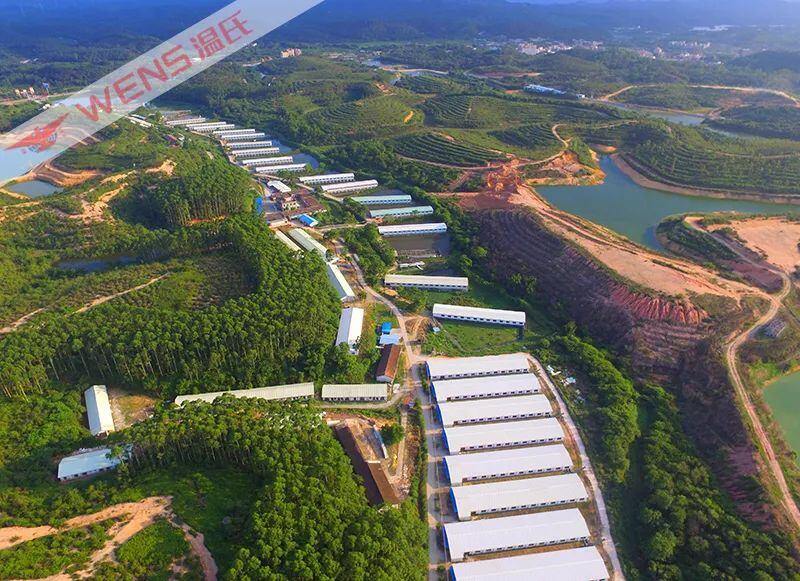 又一新项目签约!温氏股份2025年种鸡年供应或可超3000万套