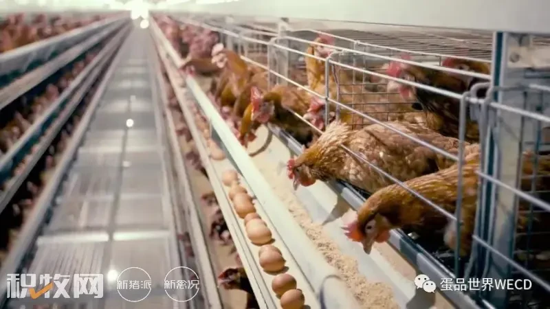 江西上高成功签约300万富硒蛋鸡养殖项目，力争2025年当地蛋鸡存栏超1000万羽