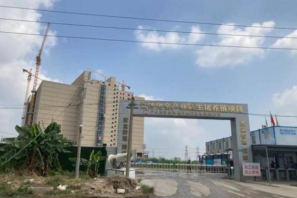 高温酷暑实在难忍！如何让猪只清凉一“夏”？