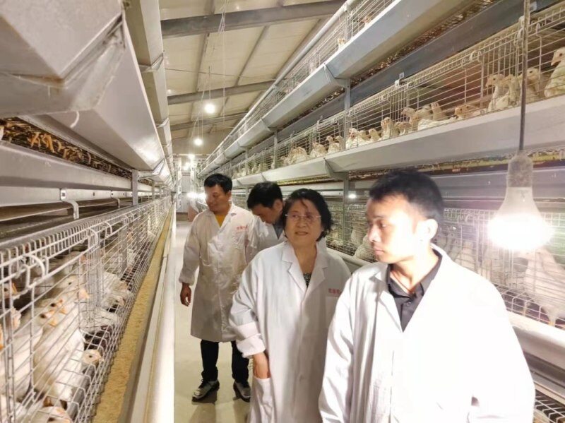 宏湘牧业:年销青年鸡240万羽!产品+服务双赋能,与客户共赢 | 品牌蛋