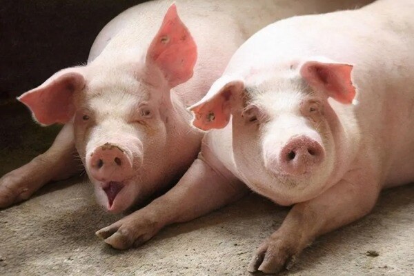 共保障16.12万头猪！山西首个全市域政策性生猪“保险+期货”项目完成承保