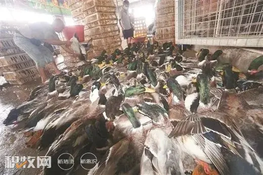 一天卖出10万只!价格上涨40%,中元节变身广西“鸭子劫”