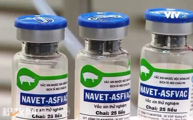 突发！越南紧急暂停其全球首款商用非洲猪瘟疫苗的接种