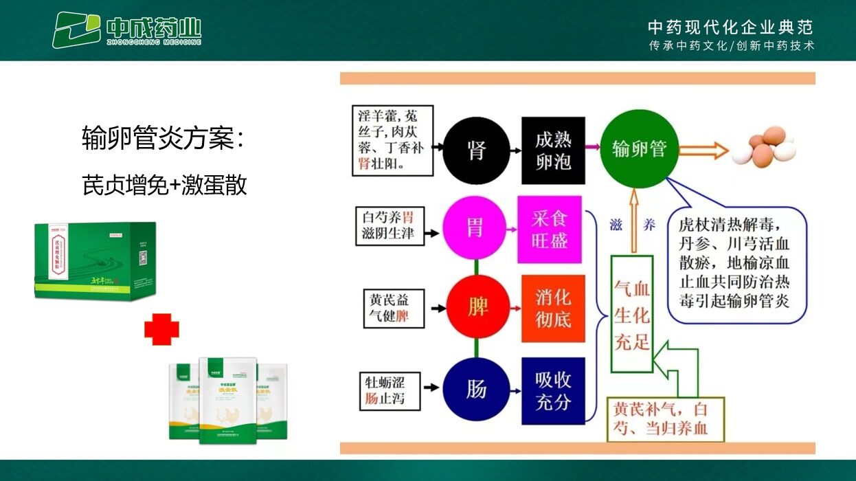 杨小勇：中兽药应用在蛋鸡养殖管理中大有可为，提升蛋品要抓住这些关键