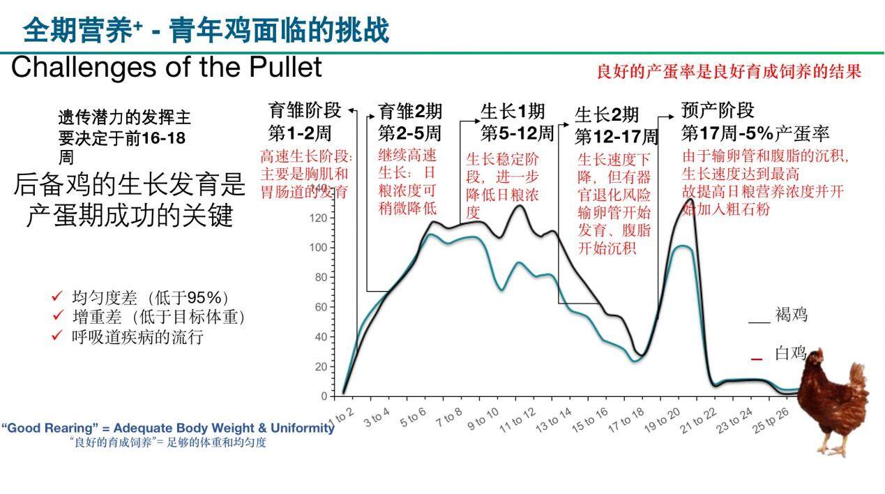 嘉吉展振峰：預(yù)計(jì)未來十年雞蛋市場(chǎng)需求上漲22%！高效養(yǎng)殖，因雞而異定制營(yíng)養(yǎng)方案是關(guān)鍵