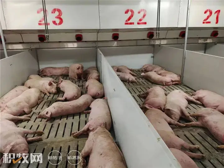 宝鸡陈仓牧原30万头生猪生态养殖全产业链项目顺利投产