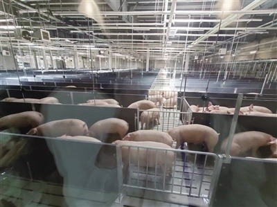 投资13亿元!正大建设300万头生猪屠宰及食品深加工基地项目,一期已投入使用