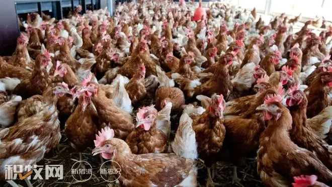 超25万只家禽被扑杀，荷兰再次发现高传染性禽流感引当局担忧