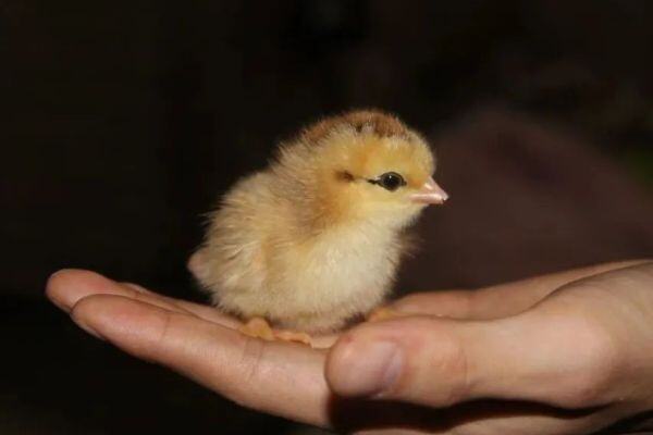 苗厂停孵卖蛋，养户亏到停止补栏，但该地苗价看涨…【苗价分析】