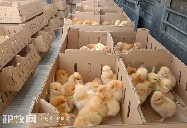 一度绝迹！北京唯一国鸡品种、曾登上“开国第一宴”，该品种保种场建成投产