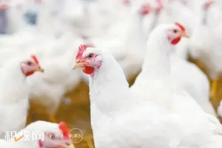 近5成来自进口！在乌克兰鸡低价竞争下，法国家禽养殖户担忧生存空间受挤压